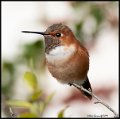 _9SB8971 rufous hummingbird